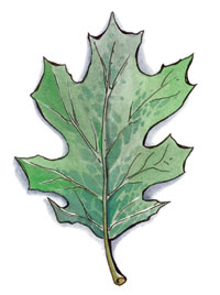 Datei:Silvanus symbol.jpg